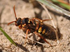 Nomada lathburiana